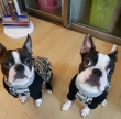 healthy Boston terrier  Puppies for rehoming